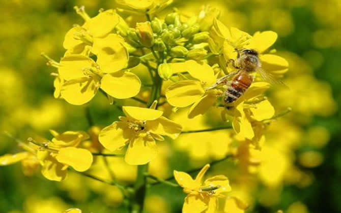 野蜂可以和弱群合并嗎? 野蜂可以和弱群合并嗎?