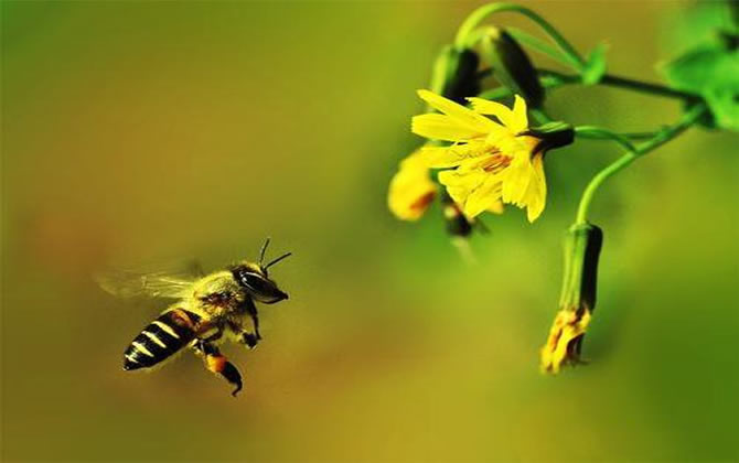 蜜蜂的資料 蜜蜂的資料