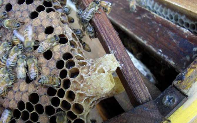 蜜蜂王臺封蓋幾天出來(王臺封蓋后出臺時間) 蜜蜂王臺封蓋幾天出來(王臺封蓋后出臺時間)