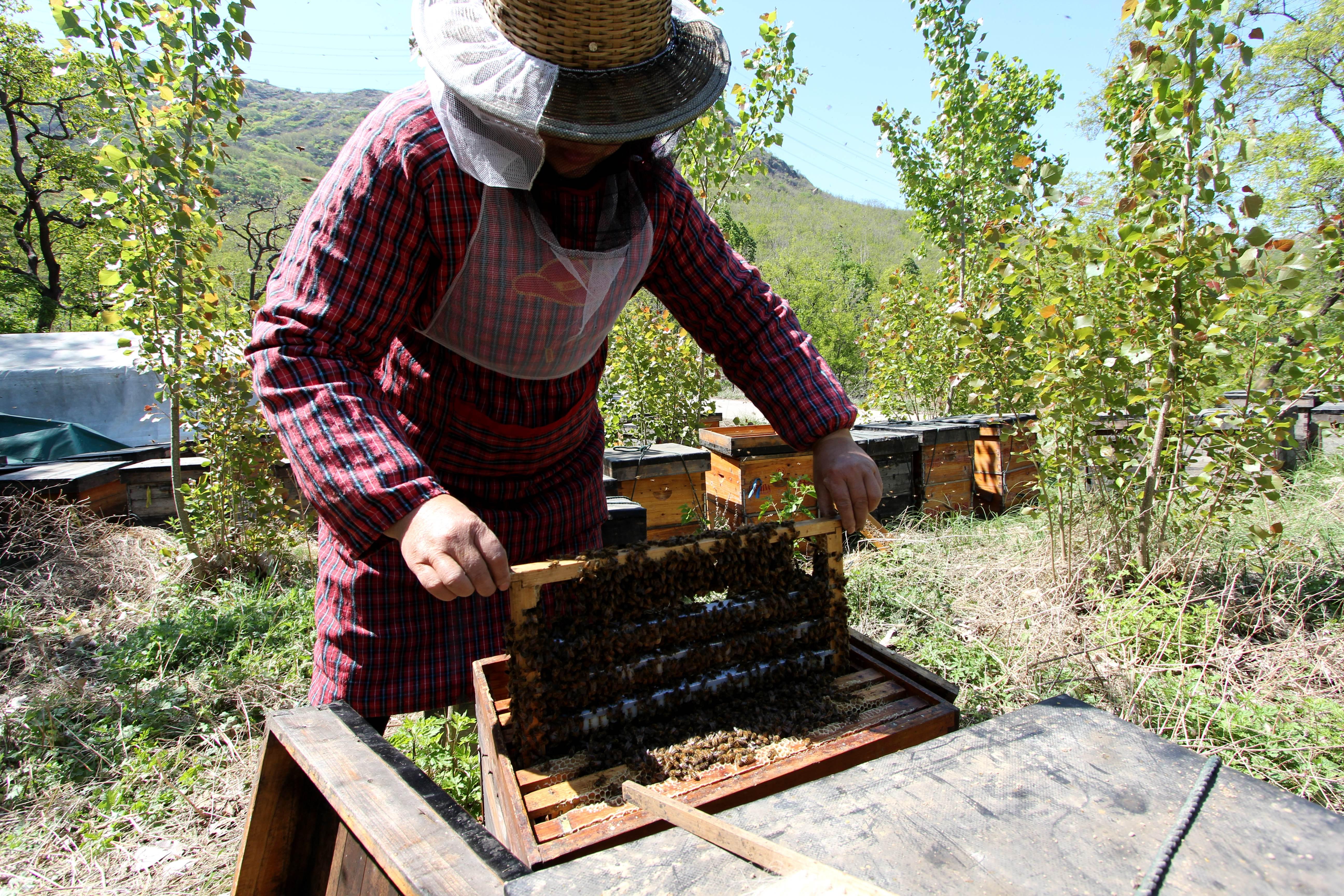 蜜蜂最怕什么藥會死亡呢 蜜蜂最怕什么藥會死亡呢