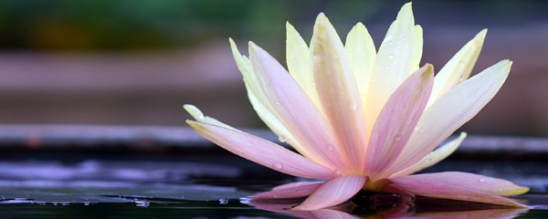 荷花什么季節(jié)開(kāi)花(荷花的開(kāi)花時(shí)間和產(chǎn)蜜情況) 荷花什么季節(jié)開(kāi)花(荷花的開(kāi)花時(shí)間和產(chǎn)蜜情況)