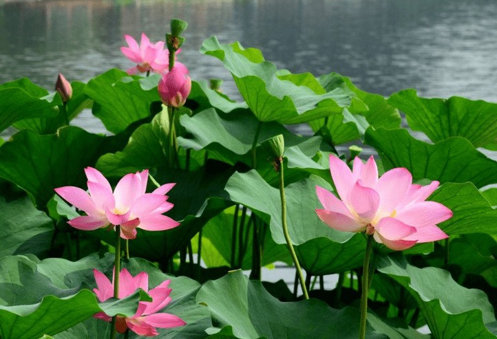 荷花什么季節(jié)開(kāi)花(荷花的開(kāi)花時(shí)間和產(chǎn)蜜情況) 荷花什么季節(jié)開(kāi)花(荷花的開(kāi)花時(shí)間和產(chǎn)蜜情況)