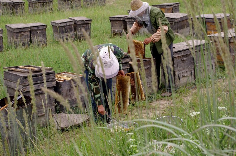 新手用哪種蜂箱養蜂好(養蜂用什么蜂箱好) 新手用哪種蜂箱養蜂好(養蜂用什么蜂箱好)