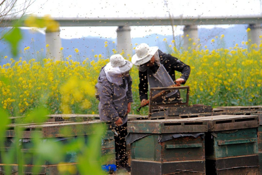 新手用哪種蜂箱養蜂好(養蜂用什么蜂箱好) 新手用哪種蜂箱養蜂好(養蜂用什么蜂箱好)