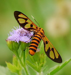 蜜蜂的蜂王和工蜂是什么細胞發育而來(雄蜂由未受精的卵細胞發育而來) 蜜蜂的蜂王和工蜂是什么細胞發育而來(雄蜂由未受精的卵細胞發育而來)