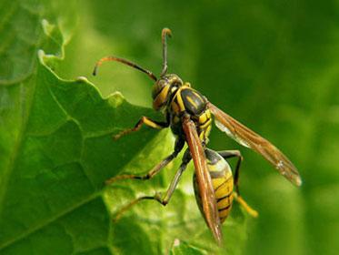 蜜蜂的蜂王和工蜂是什么細胞發育而來(雄蜂由未受精的卵細胞發育而來) 蜜蜂的蜂王和工蜂是什么細胞發育而來(雄蜂由未受精的卵細胞發育而來)