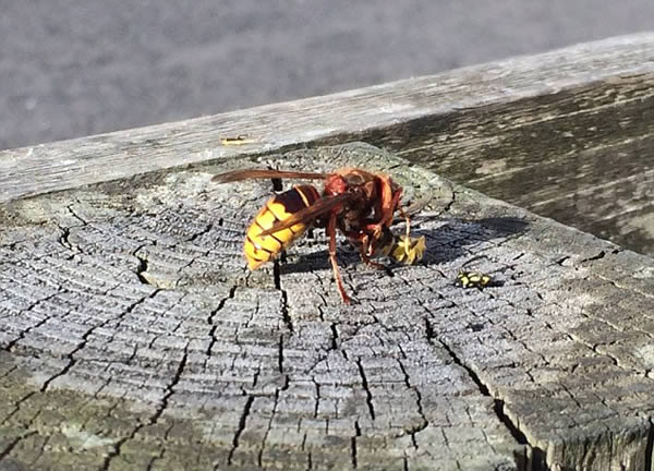 被一只馬蜂蟄了有事嗎?要不要緊?怎么辦(關鍵看是否過敏體質) 被一只馬蜂蟄了有事嗎?要不要緊?怎么辦(關鍵看是否過敏體質)