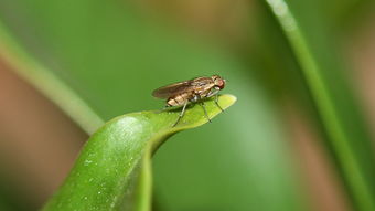 阿壩中蜂王個頭大?。ㄔ趺幢鎰e中蜂阿壩王）
