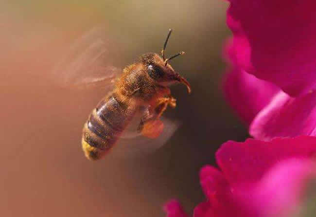 怎么引來(lái)蜜蜂自己養(yǎng)殖？