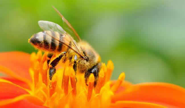 怎么引來(lái)蜜蜂自己養(yǎng)殖？