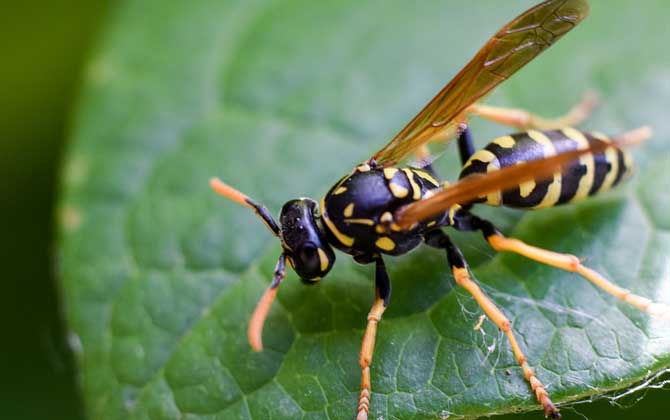 牛角蜂和馬蜂的區(qū)別(如何去辨別牛角蜂和馬蜂) 牛角蜂和馬蜂的區(qū)別(如何去辨別牛角蜂和馬蜂)