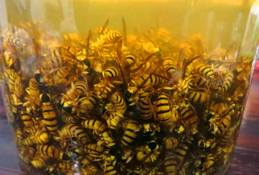 胡蜂泡酒的藥用價值(馬蜂泡酒有什么功效) 胡蜂泡酒的藥用價值(馬蜂泡酒有什么功效)