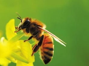 提高產蜜量三倍的養蜂技術(提高蜂群產蜜量的技術措施) 提高產蜜量三倍的養蜂技術(提高蜂群產蜜量的技術措施)