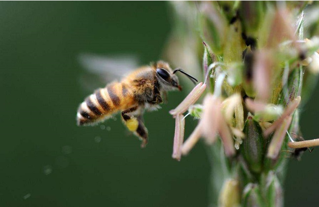 有蜂子無蜂王工蜂會產卵嗎(工蜂產卵也有條件) 有蜂子無蜂王工蜂會產卵嗎(工蜂產卵也有條件)