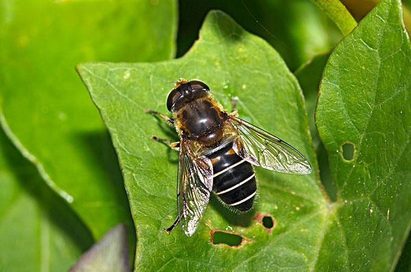 有蜂子無蜂王工蜂會產卵嗎(工蜂產卵也有條件) 有蜂子無蜂王工蜂會產卵嗎(工蜂產卵也有條件)