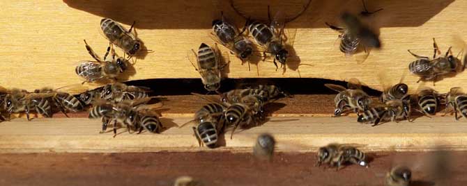 蜜蜂要冬眠過(guò)冬嗎