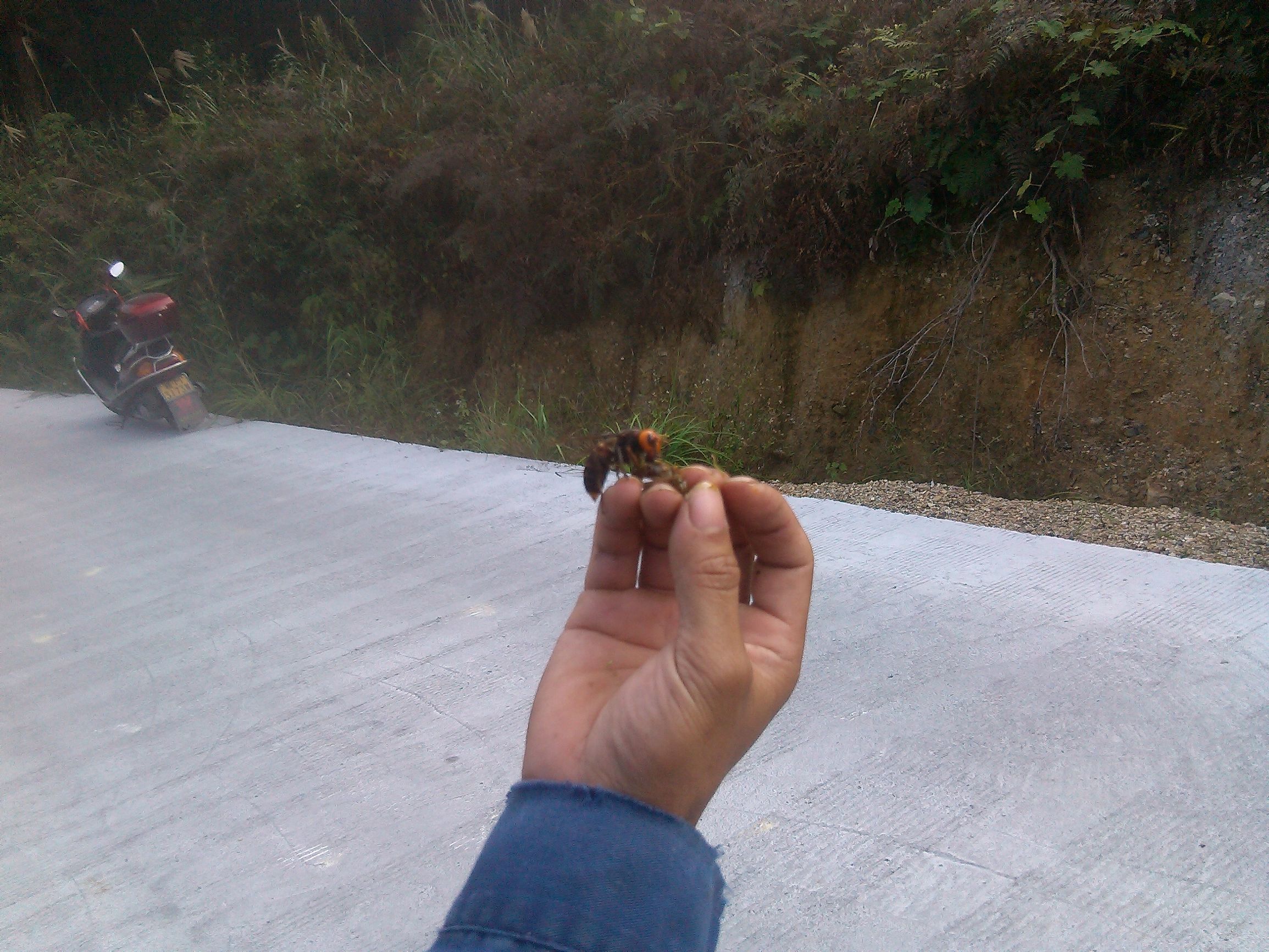 胡蜂蜂王和工蜂的區別（胡蜂工蜂與蜂王怎么分）