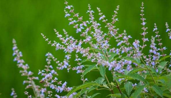 家庭養(yǎng)蜂需要注意哪些方面？