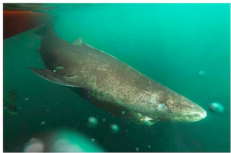 活到156歲才可交配，因?yàn)樘珣袨榱顺燥栵垼鼈儷I(xiàn)祭了自己眼睛