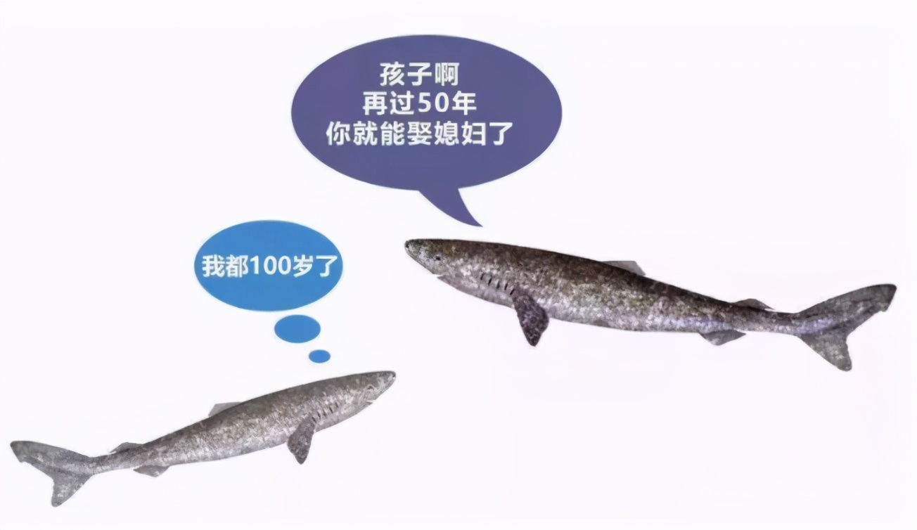 活到156歲才可交配，因?yàn)樘珣袨榱顺燥栵垼鼈儷I(xiàn)祭了自己眼睛