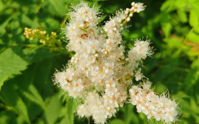 蜜蜂中的工蜂是什么蜂(什么是工蜂) 蜜蜂中的工蜂是什么蜂(什么是工蜂)
