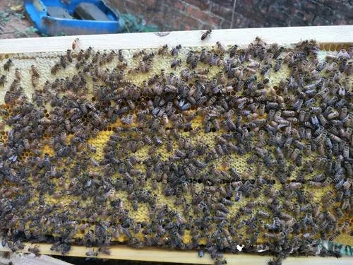 在蜂群中怎么找蜂王(蜂王一般在蜂群的什么位置) 在蜂群中怎么找蜂王(蜂王一般在蜂群的什么位置)