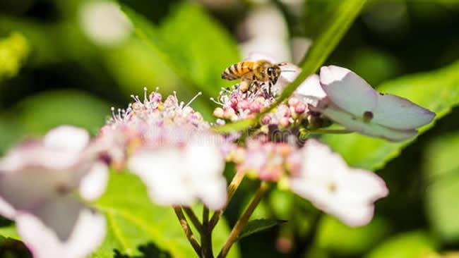 【蜜蜂知識】我國有多少群蜜蜂? 我國有多少群蜜蜂?