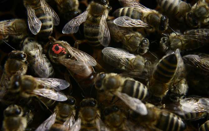 蜂場種王多少錢一只(蜂王一般多少錢一只) 蜂王