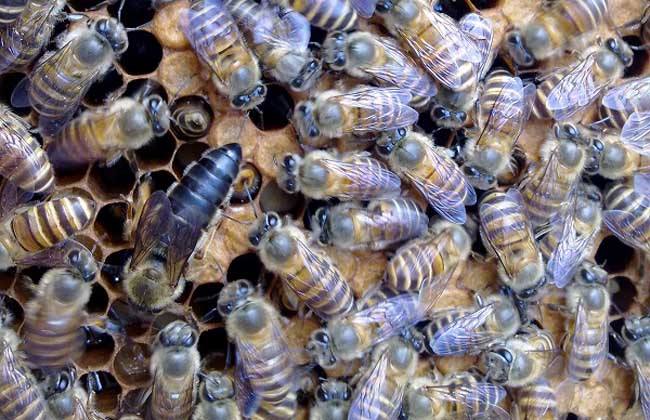 如何快速找蜂王? 如何快速找蜂王?