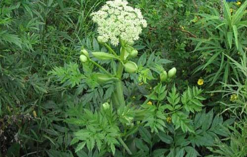 當(dāng)歸植物有蜜嗎(當(dāng)歸花開花有蜜嗎)