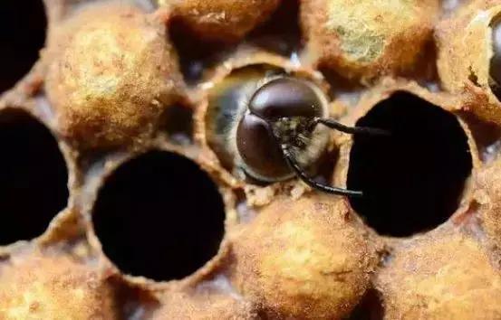 羊群對蜂場影響大嗎（哪些環境因素會影響蜜蜂的數量）