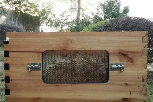 蜂箱外面有一團(tuán)蜂是怎么回事(蜜蜂在蜂箱外面抱成一團(tuán)是什么原因) 蜂箱外面有一團(tuán)蜂是怎么回事(蜜蜂在蜂箱外面抱成一團(tuán)是什么原因)