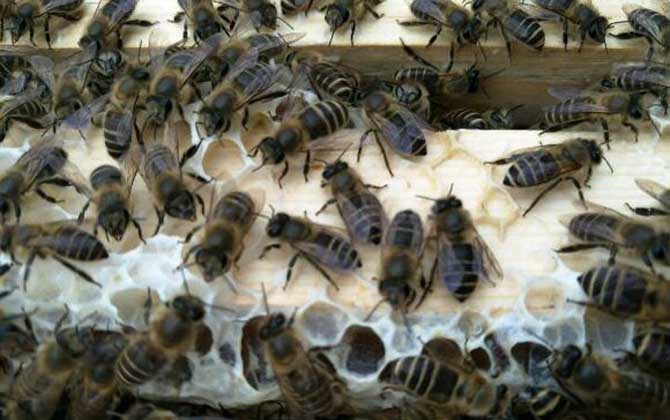 阿壩中蜂多少錢(qián)一箱（在四川阿壩中蜂一箱多少錢(qián)）