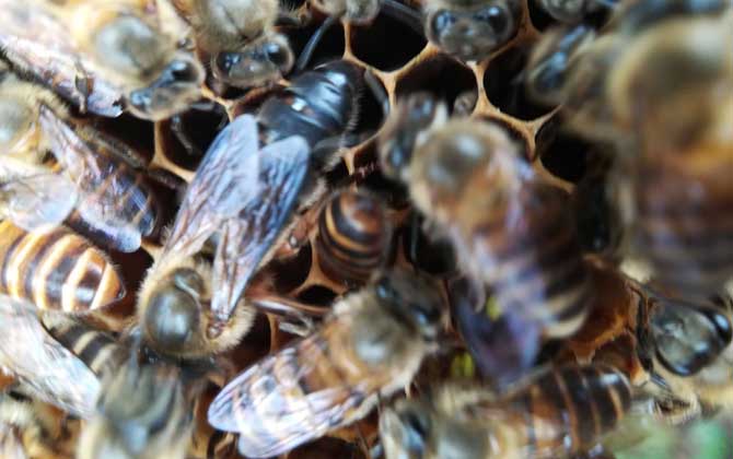 阿壩中蜂多少錢(qián)一箱（在四川阿壩中蜂一箱多少錢(qián)）