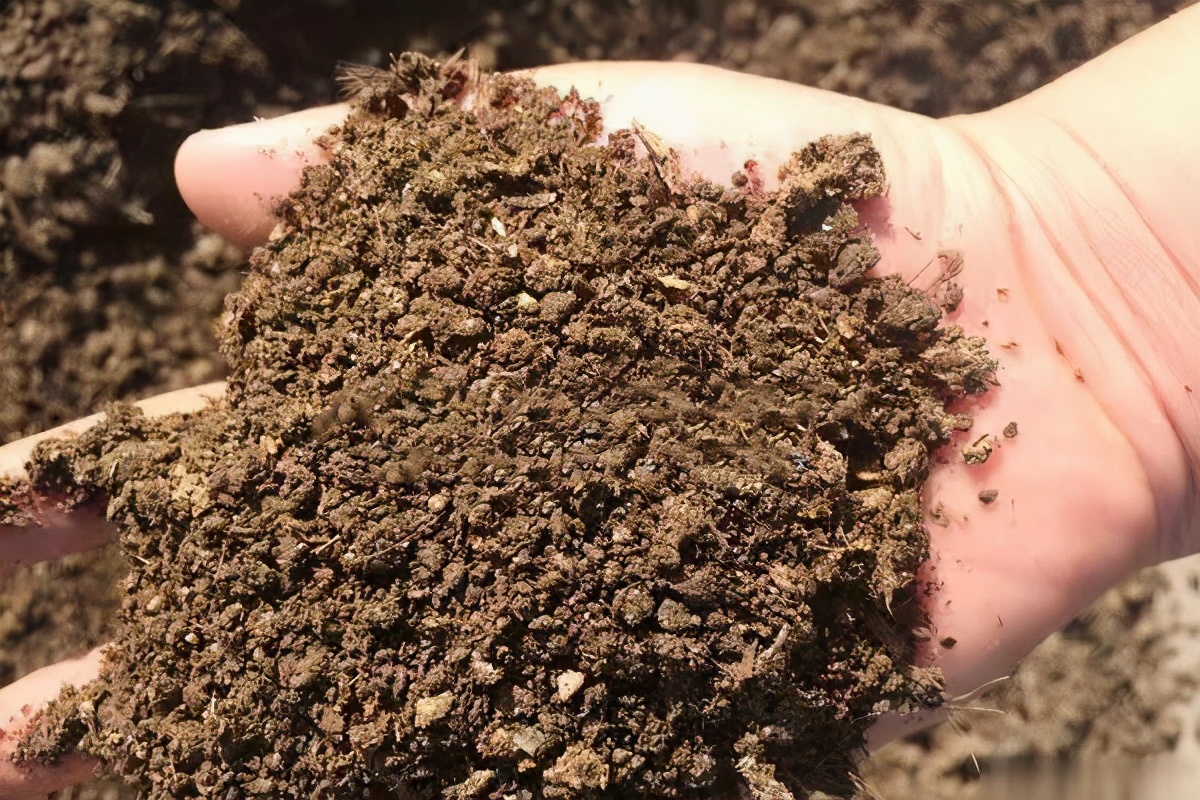 蜜蜂喜歡牛糞嗎（牛糞對蜜蜂的吸引力）