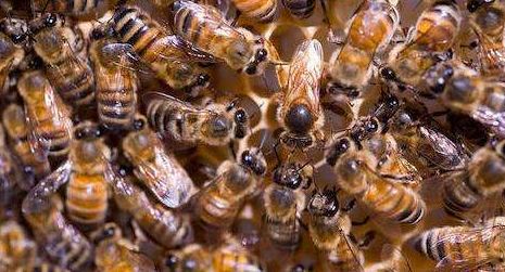 蜜蜂封蓋了還要吃東西嗎(封蓋后蜜蜂還需要飼喂嗎) 蜜蜂封蓋了還要吃東西嗎(封蓋后蜜蜂還需要飼喂嗎)