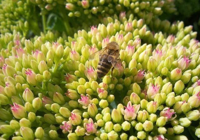 常見的蜜源植物有哪些？