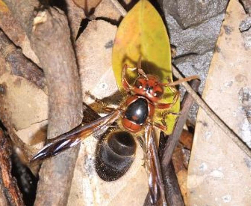 擬大虎頭蜂的毒性大嗎(虎頭蜂的毒性大嗎) 擬大虎頭蜂的毒性大嗎(虎頭蜂的毒性大嗎)