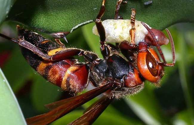 虎頭蜂最怕什么東西?(用什么驅趕虎頭蜂) 虎頭蜂最怕什么東西?(用什么驅趕虎頭蜂)