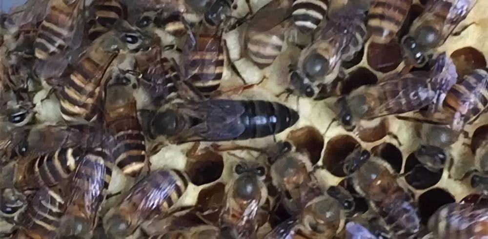 蜂場能同時養(yǎng)意蜂和黑蜂嗎(請問東北黑蜂和意蜂能一起養(yǎng)嗎) 蜂場能同時養(yǎng)意蜂和黑蜂嗎(請問東北黑蜂和意蜂能一起養(yǎng)嗎)