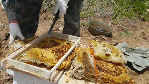 什么是搖蜜機 什么是搖蜜機