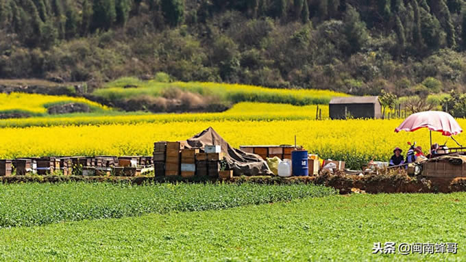 一框蜂怎樣繁殖快 一框蜂怎樣繁殖快