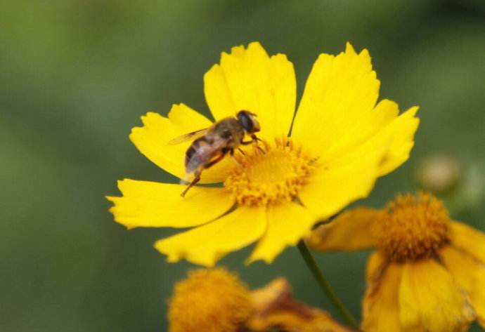 【蜜蜂養(yǎng)殖】夏季養(yǎng)蜂有哪些需要注意的地方? 夏季養(yǎng)蜂有哪些需要注意的地方?