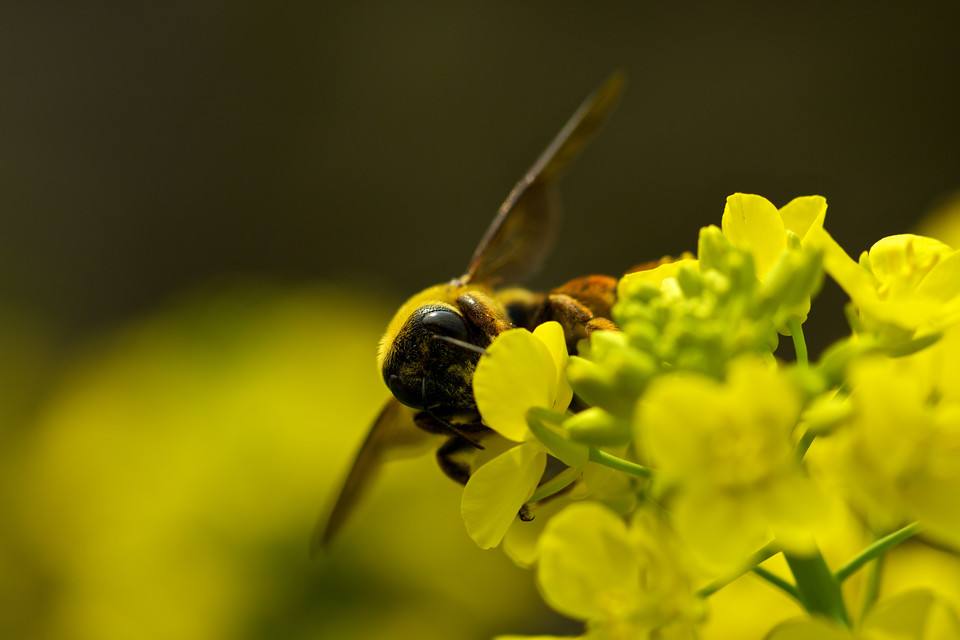 【蜜蜂養(yǎng)殖】夏季養(yǎng)蜂有哪些需要注意的地方? 夏季養(yǎng)蜂有哪些需要注意的地方?