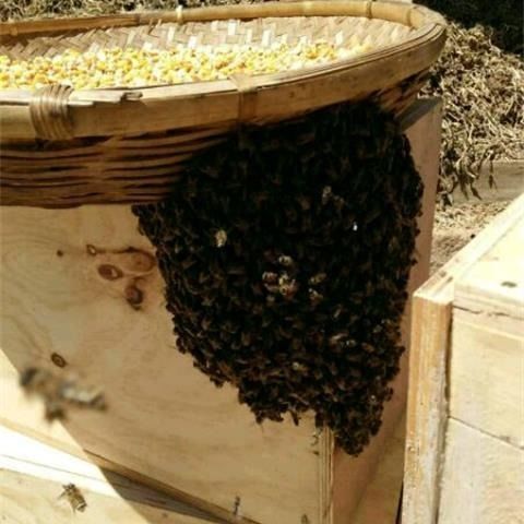 蜜蜂合作社是怎么合作的(如何和農(nóng)戶合作養(yǎng)蜂) 蜜蜂合作社是怎么合作的(如何和農(nóng)戶合作養(yǎng)蜂)