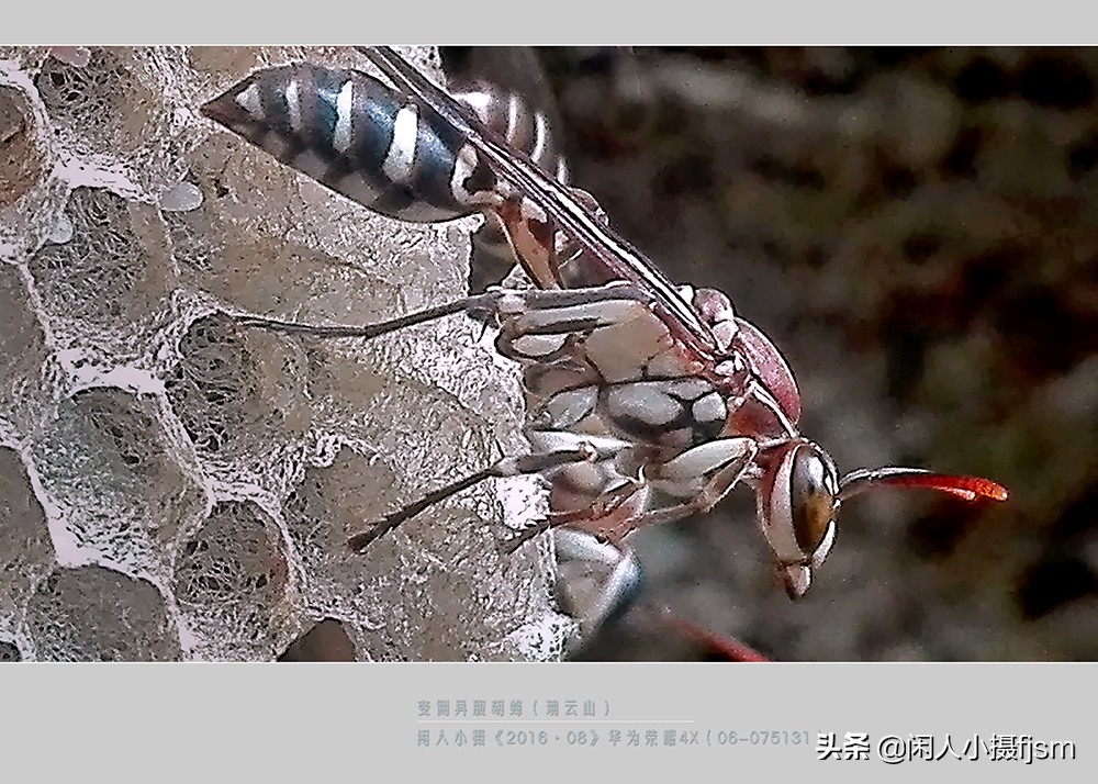 常見的胡蜂種類（胡蜂的種類介紹）