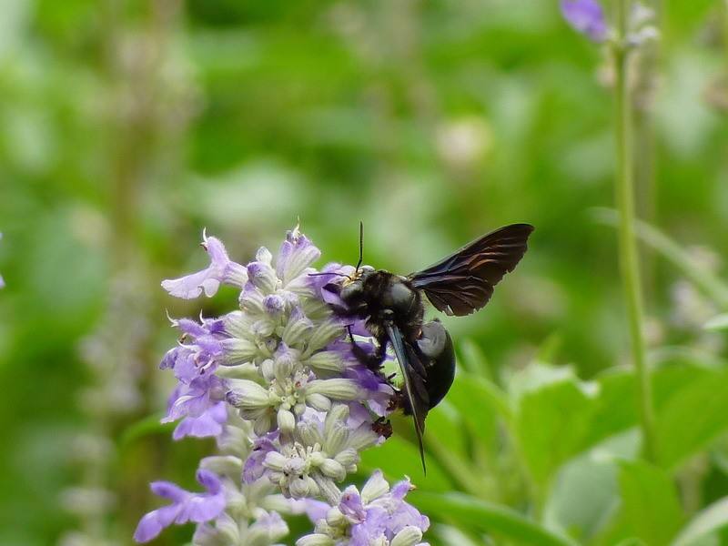 黑色的蜂子愛在竹子里面筑巢的是什么蜂 黑色的蜂子愛在竹子里面筑巢的是什么蜂