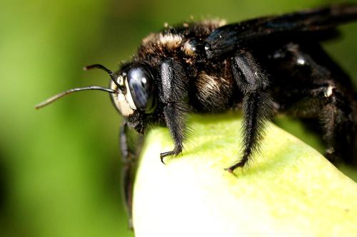 黑色的蜂子愛在竹子里面筑巢的是什么蜂 黑色的蜂子愛在竹子里面筑巢的是什么蜂