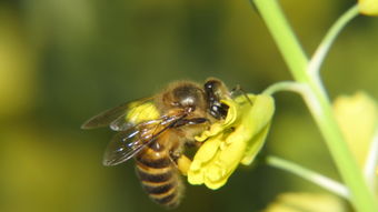 松丹一號蜂適宜溫度(論蜂群越冬) 松丹一號蜂適宜溫度(論蜂群越冬)
