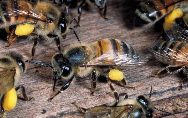 阿壩中蜂高溫下采集能力強嗎(阿壩中蜂耐高溫嗎) 阿壩中蜂高溫下采集能力強嗎(阿壩中蜂耐高溫嗎)